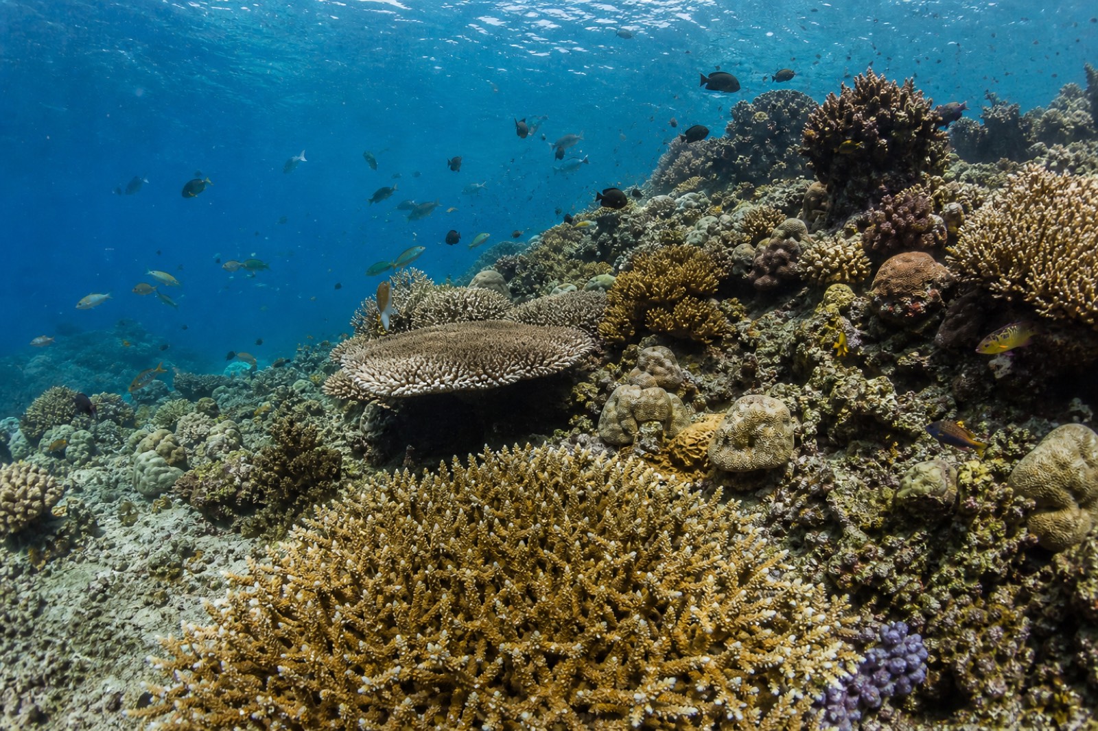 Diver over a healthy coral reef with reef fish in the clear water of the Bacuit Archipelago off El Nido
