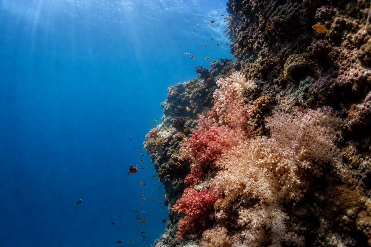 Diving a coral reef in the Bacuit Archipelago