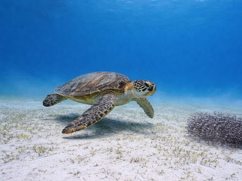 Discover Scuba Diving in El Nido – Beginner-Friendly Reef Experience